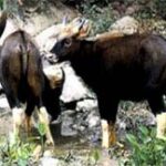 Động vật rừng Việt Nam (1)