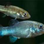 Các nhà khoa học đã tìm ra cách để ngăn loài cá hiếm nhất thế giới khỏi sự tuyệt chủng