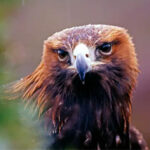 Động vật nhìn thế giới như thế nào?