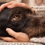 Những căn bệnh nguy hiểm bạn có thể lây từ thú cưng