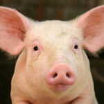 13 loài vật thông minh nhất hành tinh