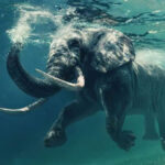 Những khám phá cực hay ho về loài voi khổng lồ