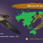 Những loài động vật di cư dài nhất trong tự nhiên