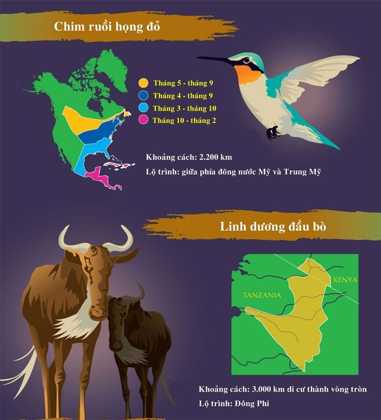 Chim ruồi họng đỏ có khoảng cách di cư là 2200km Chim ruồi họng đỏ có khoảng cách di cư là 2200km