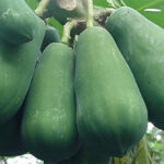 Những tác dụng phụ đáng sợ khi ăn đu đủ, nhiều người không biết vẫn vô tư ăn