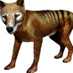 Có nên hồi sinh động vật đã tuyệt chủng?