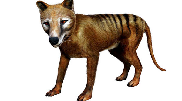 Có nên hồi sinh động vật đã tuyệt chủng?