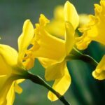 Những loài hoa đẹp có chất kịch độc chết người