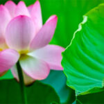 "Choáng" với công nghệ Trung Quốc: Dùng lá cây để khai thác thủy điện, có nguồn cung bền vững và vô tận