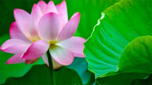 “Choáng” với công nghệ Trung Quốc: Dùng lá cây để khai thác thủy điện, có nguồn cung bền vững và vô tận