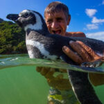 Sự thật phía sau câu chuyện "Chú chim cánh cụt vượt 8.000km mỗi năm để về thăm ân nhân"