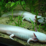 Loài vật có siêu năng lực mà con người "thèm khát"