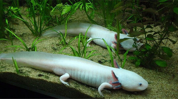 Loài vật có siêu năng lực mà con người “thèm khát”