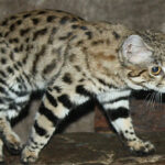 Top 11 loài mèo quý hiếm nhất thế giới