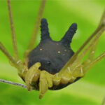 Sự thật về con nhện mọc sừng dễ thương nhất quả đất!