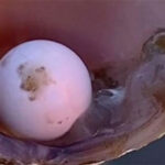 Nhóm học sinh vô tình phát hiện ngọc siêu hiếm bên trong con hến