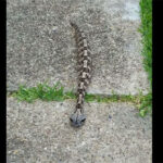 "Bộ xương di động như một con sâu" này lại chính là sinh vật cực độc ở châu Phi