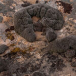 Các nhà khoa học phát hiện rêu sa mạc có thể sống sót trên sao Hỏa