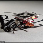 Các nhà khoa học Nhật cấy ghép máy móc vào gián, bắt chúng phải phục vụ con người