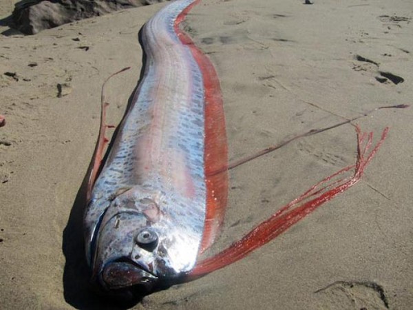 Xác cá Oarfish Loài "rồng biển" có khả năng dự báo động đất trôi vào biển Việt Nam