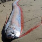 Loài "rồng biển" có khả năng dự báo động đất trôi vào biển Việt Nam