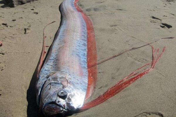 Loài “rồng biển” có khả năng dự báo động đất trôi vào biển Việt Nam