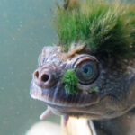 Loài rùa tóc xanh "gấu" nhất mạng xã hội này sắp tuyệt chủng