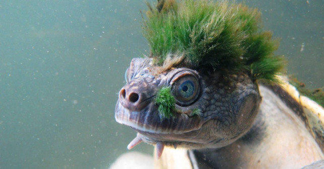 Loài rùa tóc xanh “gấu” nhất mạng xã hội này sắp tuyệt chủng