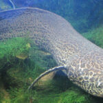 Loài cá kỳ lạ có thể sống trên cạn cả năm mà không chết