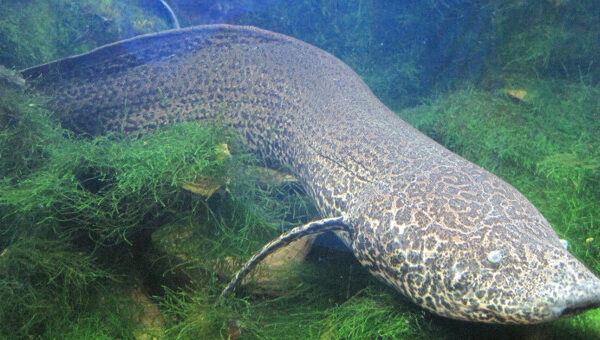 Loài cá kỳ lạ có thể sống trên cạn cả năm mà không chết