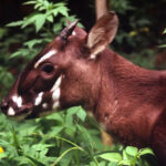 Những động vật đang “đối mặt” với nguy cơ tuyệt chủng