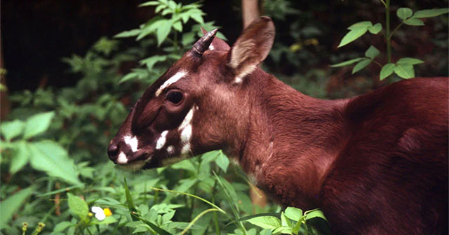 Những động vật đang “đối mặt” với nguy cơ tuyệt chủng