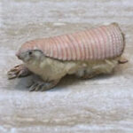 Những loài động vật kỳ lạ nhất trên thế giới