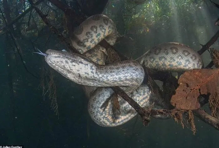 Julian tiếp cận trăn ở cự ly gần để chụp ảnh rõ nét nhất.