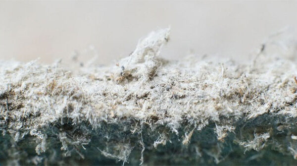 Bi kịch của amiăng: Chất gây ung thư cấp độ một, vẫn có thể được nhìn thấy ở trong ngôi nhà của bạn