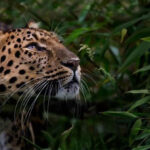 Tới đây, những loài vật nào sẽ bị tuyệt chủng?