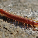 Cách xử lý khi bị rết cắn