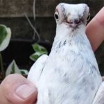 Loài bồ câu quý hiếm có vẻ ngoài giống như người ngoài hành tinh