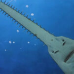 Cá đao - Loài cá tồn tại từ thời tiền sử đến nay