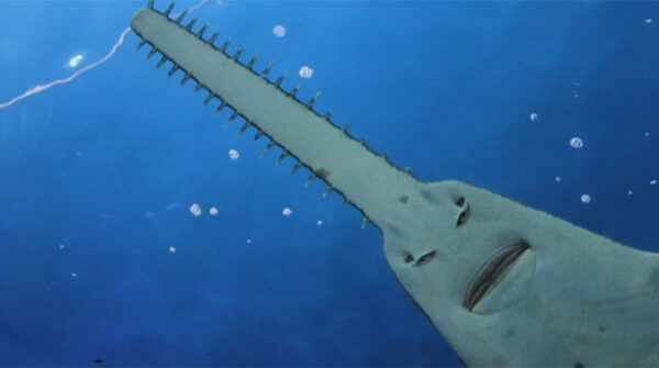 Cá đao – Loài cá tồn tại từ thời tiền sử đến nay