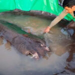 Ngư dân Campuchia bắt được cá nước ngọt lớn nhất thế giới trên sông MeKong