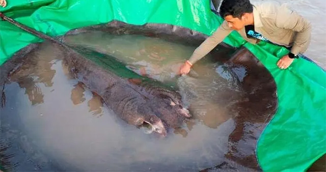 Ngư dân Campuchia bắt được cá nước ngọt lớn nhất thế giới trên sông MeKong