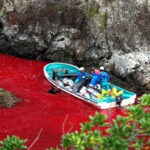 Đàn cá heo bị tàn sát nhuộm đỏ nước biển