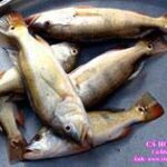 Cá Hoàng đế - thảm họa môi trường mới ở hồ Trị An