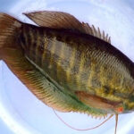 Tổng hợp các loài cá nước ngọt phổ biến tại Việt Nam bạn nên biết