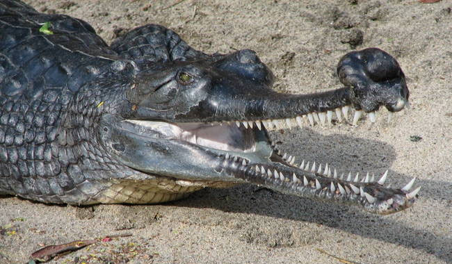 ca-sau-an-do Cá sấu Ấn Độ