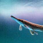 Hàng triệu người theo dõi cuộc săn thủy quái ở Trung Quốc