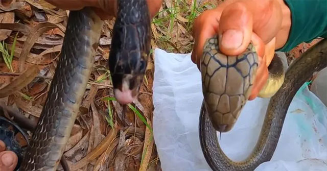 Cách phân biệt rắn hổ mang chúa, hổ mang thường và hổ trâu