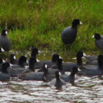 Loài chim xưa "tiến vua", nay thành món ăn quý hiếm, đại bổ và đắt đỏ