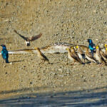 Báo thù cho đồng đội, đàn chim sáo trút hết nỗi căm hờn lên người con trăn khổng lồ